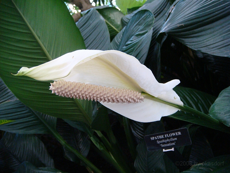 361 Longwood Gardens [2008 August 23].JPG - Longwood Gardens in Pennsylvania